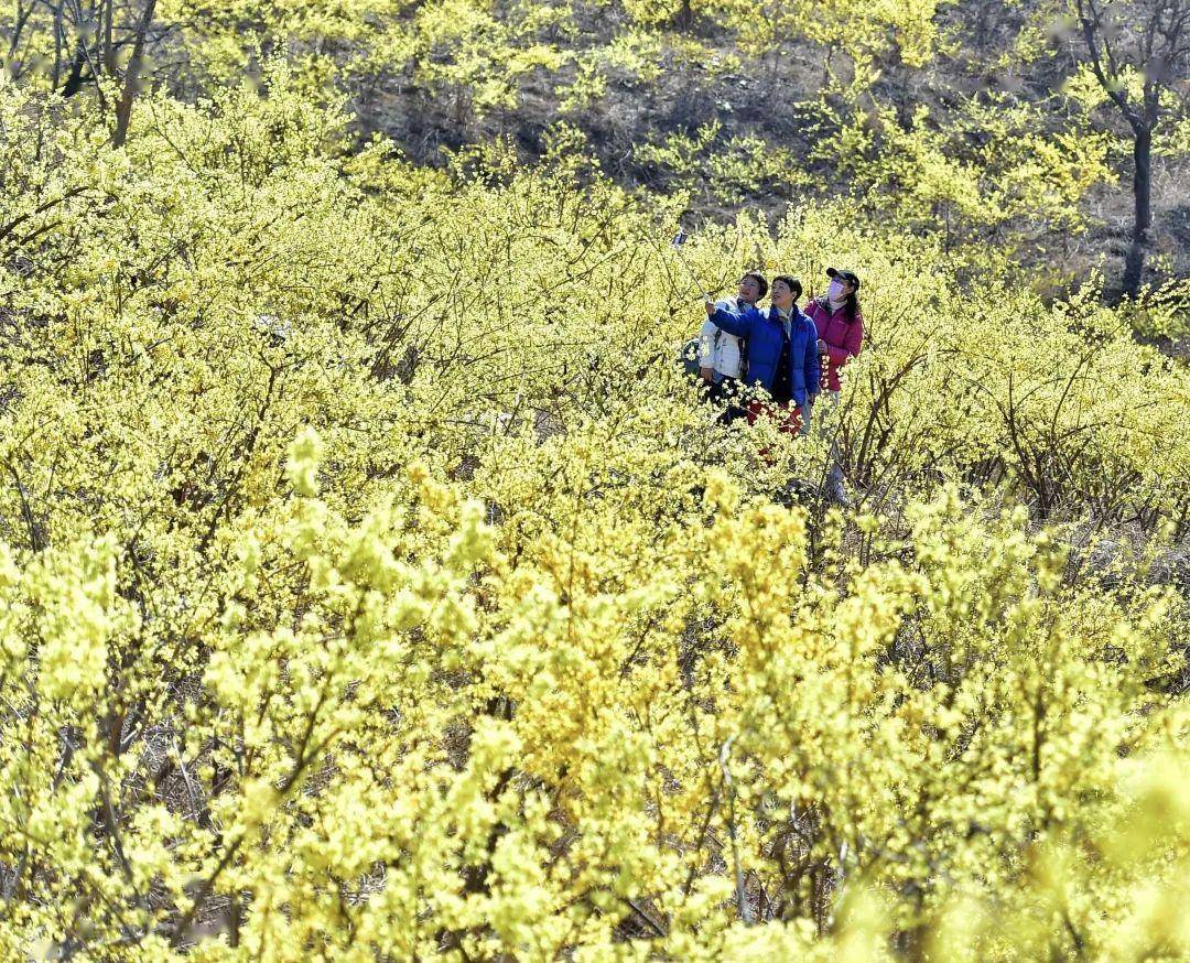 镇村通苹果版:这么近 那么美 周末到河北 | 春游石家庄：井陉县推出3条春季赏花游精品线路-第1张图片-太平洋在线下载