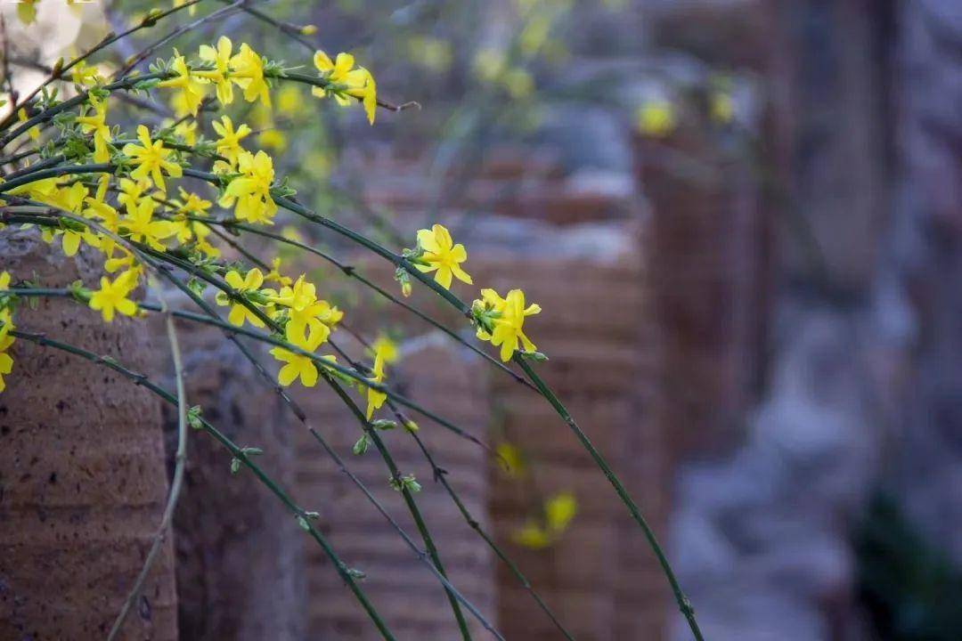 镇村通苹果版:这么近 那么美 周末到河北 | 春游石家庄：井陉县推出3条春季赏花游精品线路-第8张图片-太平洋在线下载