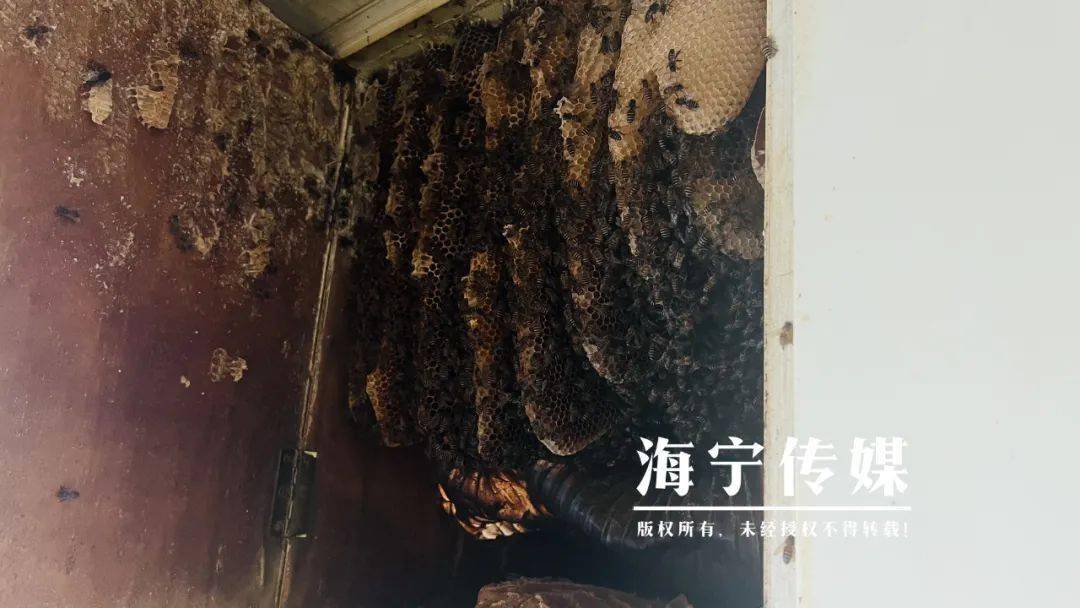 蜜蜂阅读下载苹果版:头皮发麻！居民打开自家柜子，竟看到了......