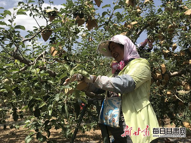 静宁苹果发展新闻报道最新平凉静宁苹果产业发展股份有限公司