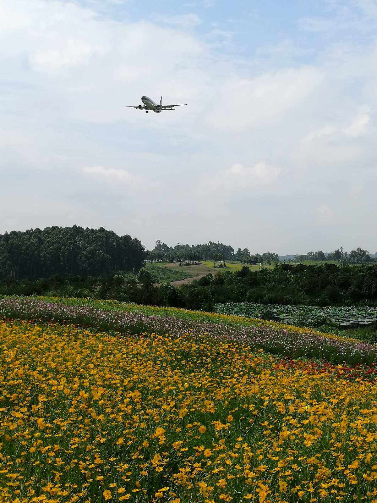 空港花田手机版双流区空港花田最新消息-第1张图片-太平洋在线下载